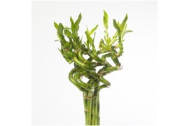 Dracaena lucky bamboo Stem Spiral 30cm in Tube Vase Colormix Big
