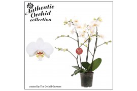 Phalaenopsis marvellous white 3 tak vertakt midi mimesis