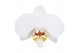 Phalaenopsis marvellous white 3 tak vertakt midi mimesis 