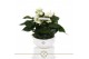 Anthurium andr. white champion table schaal in lucca keramiek 