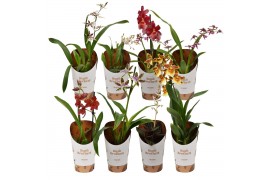 Orchidee mix 1-2  tak