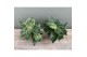 Philodendron white wave 