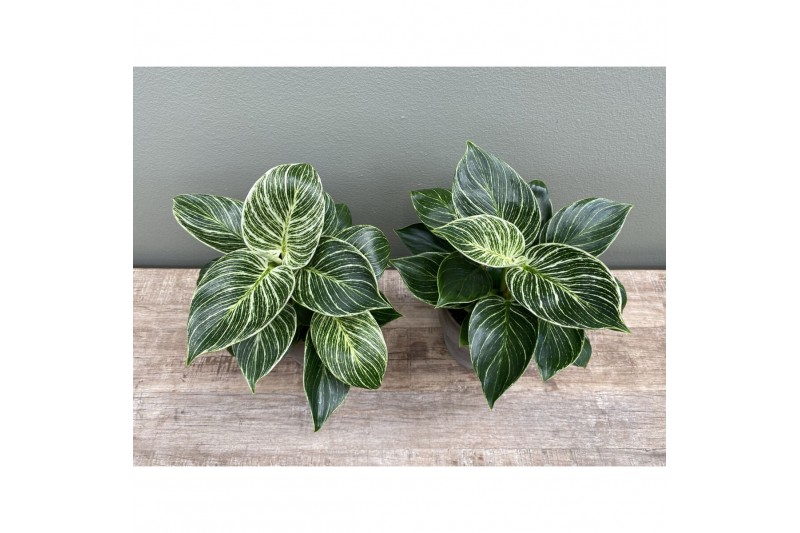Philodendron white wave 