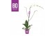 Phalaenopsis bo king white 1 tak 90cm 