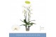 Phalaenopsis fontano wealth wit 2 tak cascade 