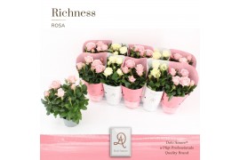 Rosa infinity mix wit/roze dolcamore richness