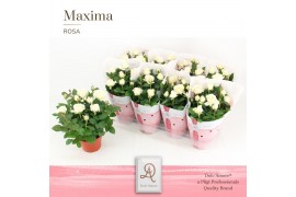 Rosa infinity white dolcamore