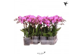 Phalaenopsis multiflora paars 2 tak violet kolibri orchids + etiket