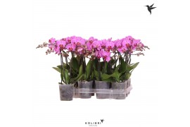 Phalaenopsis multiflora paars 2 tak violet kolibri orchids no label