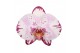 Phalaenopsis roze emiliya 1 tak flow cascade mimesis 