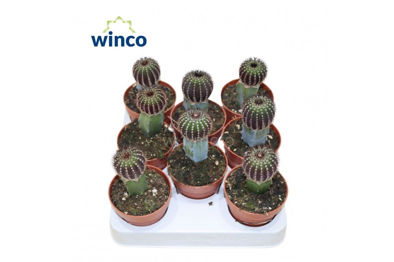 Cactus Uebelmannia Pectinifera (Grafted) 