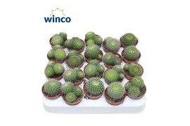 Cactus Notocactus Hasselbergii (group)