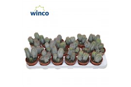 Cactus Polaskia Chichipe