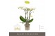 Phalaenopsis multiflora wit Optifriend Sandra 3spike 