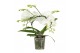 Phalaenopsis wit Infinity White 2 spike 