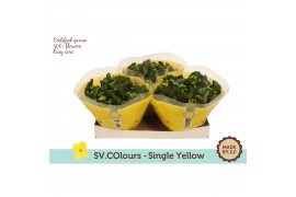 Kalanchoe geel single yellow