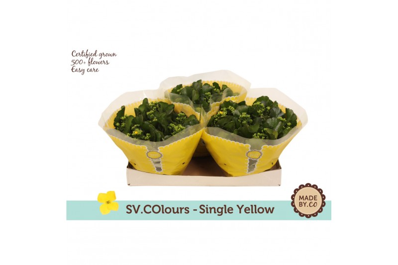 Kalanchoe geel single yellow 