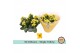 Kalanchoe geel single yellow 