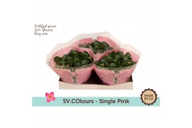 Kalanchoe roze in sv.colours hoes