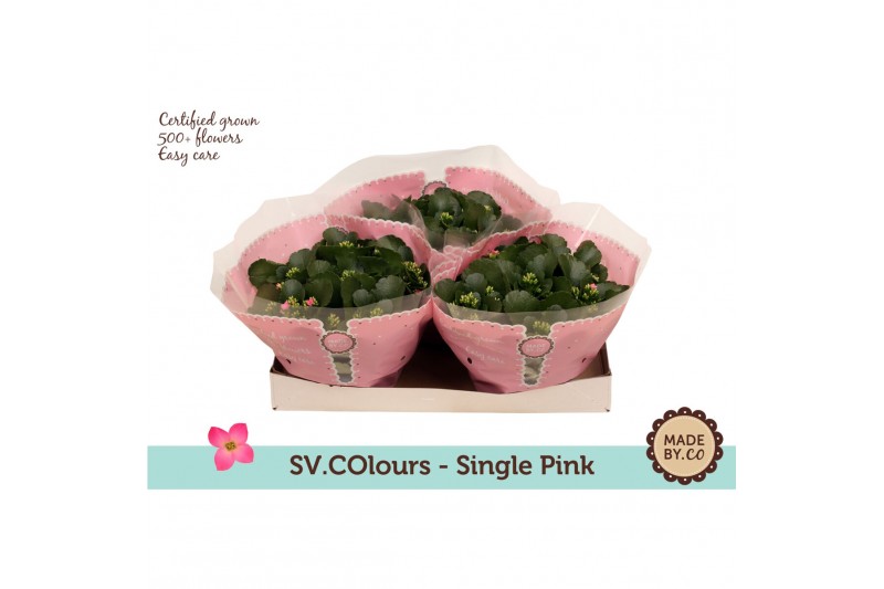 Kalanchoe roze in sv.colours hoes 