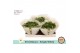 Kalanchoe wit single white 