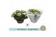 Kalanchoe wit single white 