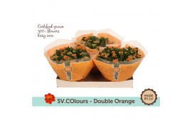 Kalanchoe rosalina demeter double orange in box