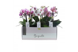 Phalaenopsis multiflora boquetto pinko mix 3-5 tak
