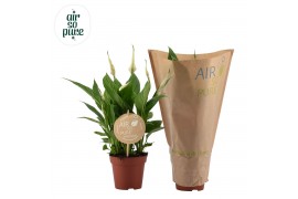 Spathiphyllum torelli Air So Pure - Eco Hoes