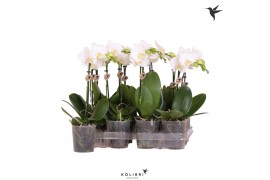 Phalaenopsis multiflora wit 1 tak kolibri orchids + etiket
