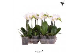 Phalaenopsis multiflora wit 1 tak kolibri orchids - no label