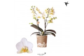 Phalaenopsis multiflora wit 2 tak tiny bouquet white kolibri orchids