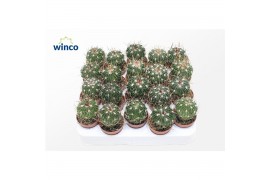 Cactus Echinofossulocactus Multicostatus