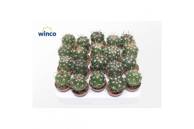 Cactus Echinofossulocactus Multicostatus 