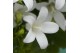 Campanula port. ambella white 