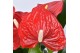 Anthurium andr. everio Just perfection XL Flowers 