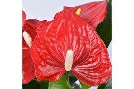 Anthurium andr. everio Just perfection XL Flowers