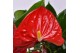 Anthurium andr. sierra Just perfection XL Flowers 