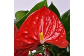 Anthurium andr. sierra Just perfection XL Flowers