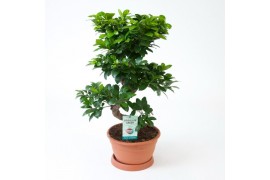 Ficus microcarpa ginseng s-type