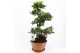 Ficus microcarpa ginseng s-type 