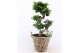 Ficus microcarpa ginseng s-type in mand 