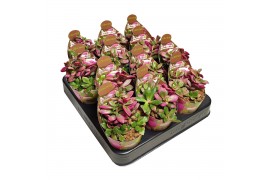Succulenten anacampseros rufescens variegato collection in potcover