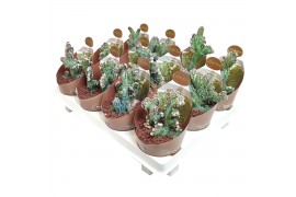 Cactus monvillea spegazzini monstruosa crestata collection in potcover
