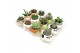 Cactus/succulenten mix CERAMIC MAGNET POT Ø 8 WITH Ø 5.5 POT PLANT (CA 