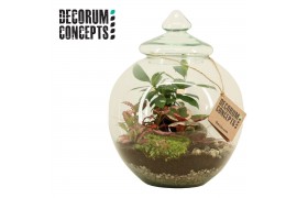 Arrangementen kamerplanten Terrarium Ibreon (Decorum concepts)