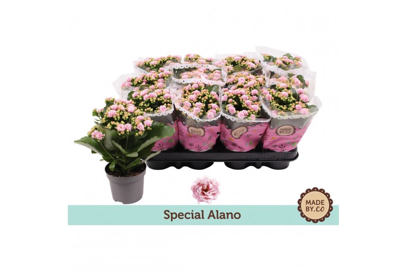 Kalanchoe bloss. rosalina alano bicolor special alano 