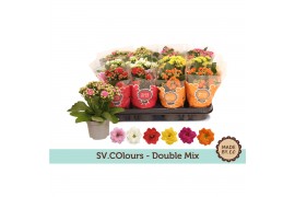 Kalanchoe bloss. mix 5 kleuren double mix sv.colours