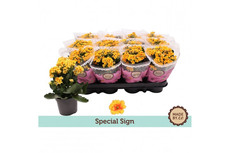 Kalanchoe bloss. signal yellow-red special sign 