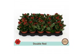 Kalanchoe bloss. rubio red double red, zonder hoes